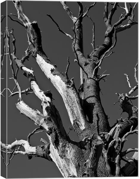 Dead Tree Canvas Print by Paul Macro