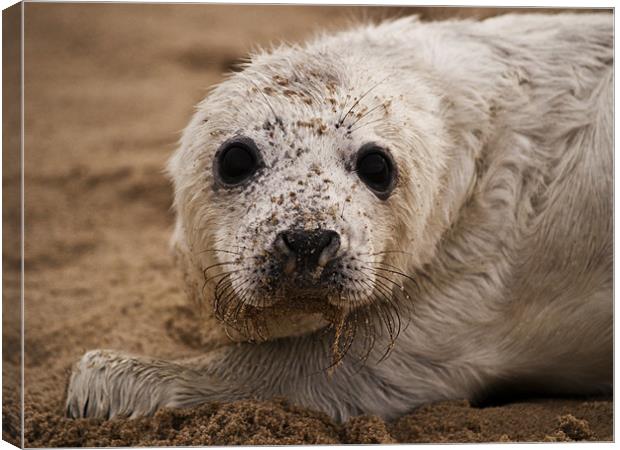 Baby Grey Seal pup Canvas Print by Paul Macro