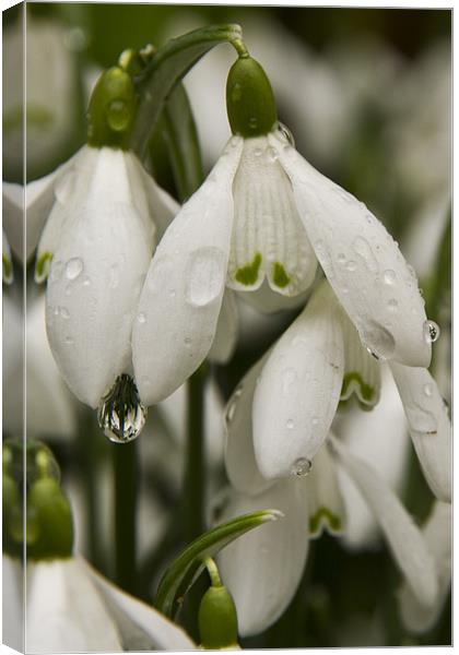 Raindrops on Snowdrops close up Canvas Print by Paul Macro