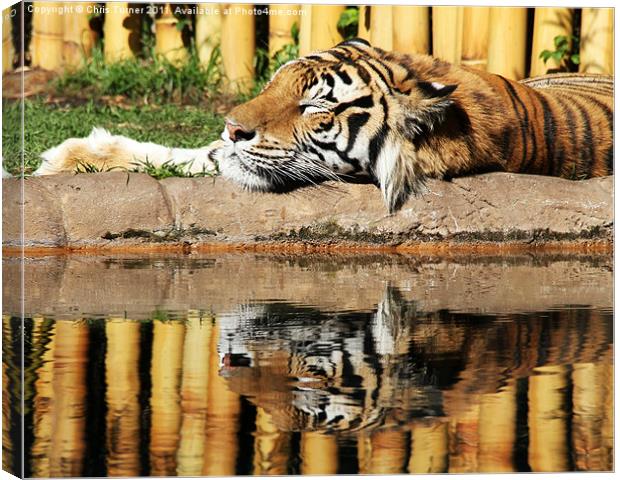 Tiger,tiger Canvas Print by Chris Turner