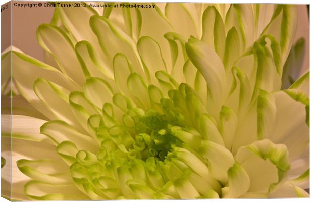 Chrysanthemum Canvas Print by Chris Turner