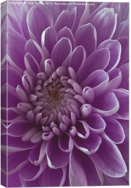Chrysanthemum pink lilac Canvas Print by Chris Turner