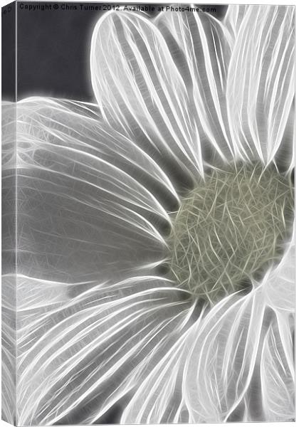 Daisy - Chrysanthemum - Fractalius Canvas Print by Chris Turner