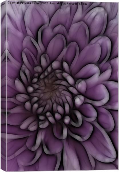 Chrysanthemum pink lilac - Fractalius Canvas Print by Chris Turner