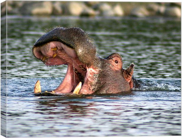 Hippo - flip top head Canvas Print by Chris Turner