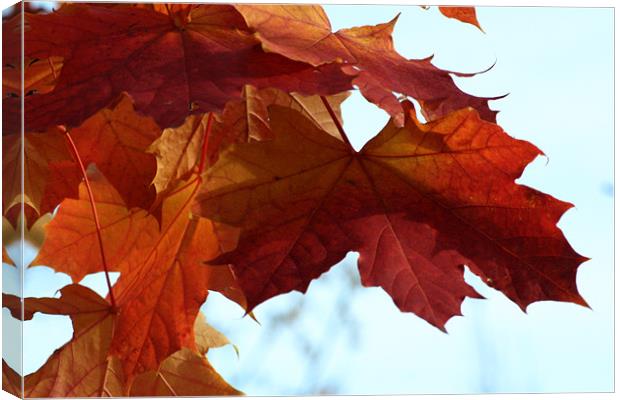Autumn Maple Leaves Canvas Print by Chris Turner