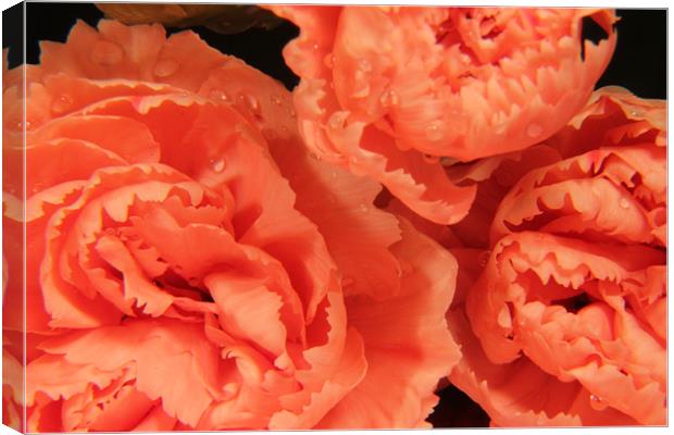 Fairtrade pink carnations Canvas Print by Chris Turner