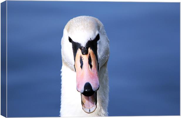 The Angry Swan Canvas Print by Chris Turner