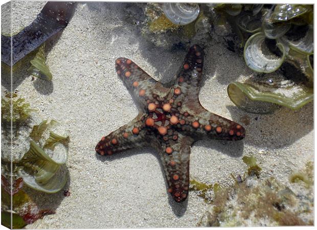 Starfish on the coral reef Canvas Print by Chris Turner