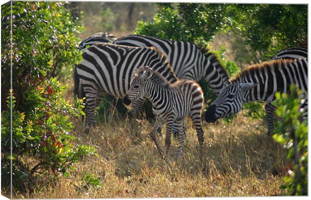 Baby zebra & more stripes Canvas Print by Chris Turner