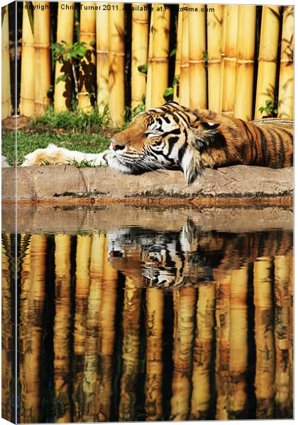 Tiger, Tiger Canvas Print by Chris Turner