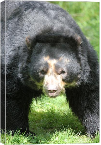 Andean Bear Momma Canvas Print by Chris Turner