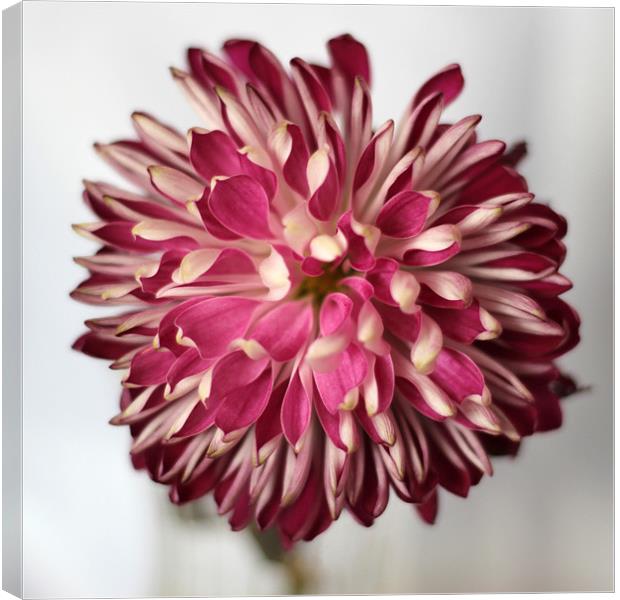 Burgundy Dahlia Canvas Print by Chris Turner