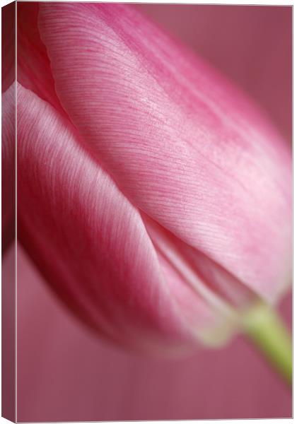 Pink Tulip 1 Canvas Print by Emma Leech