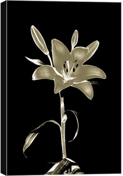 Lily Polorised Canvas Print by RICHARD MARSDEN