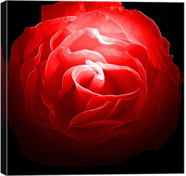 Red, Red Rose Canvas Print by RICHARD MARSDEN