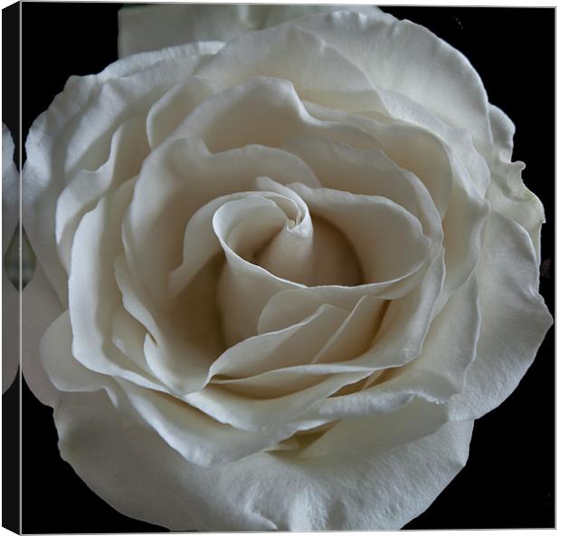 White Rose Canvas Print by RICHARD MARSDEN