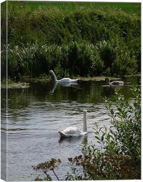 Family of Swans Canvas Print by Ben Tasker