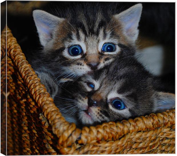 Kittens - Sibling Rivalry Canvas Print by Ben Tasker