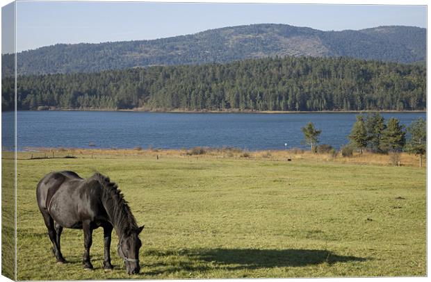 Horse grazing near Palsko Lake Canvas Print by Ian Middleton