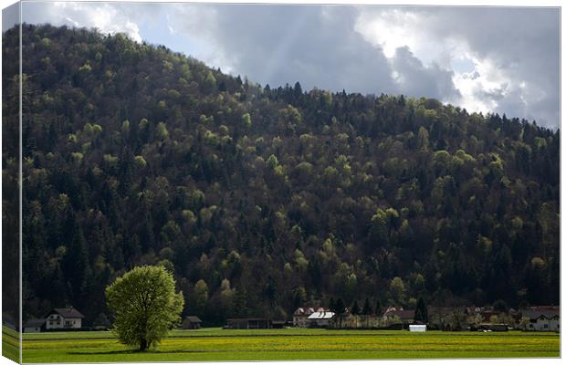 Ljubljana marshland Canvas Print by Ian Middleton