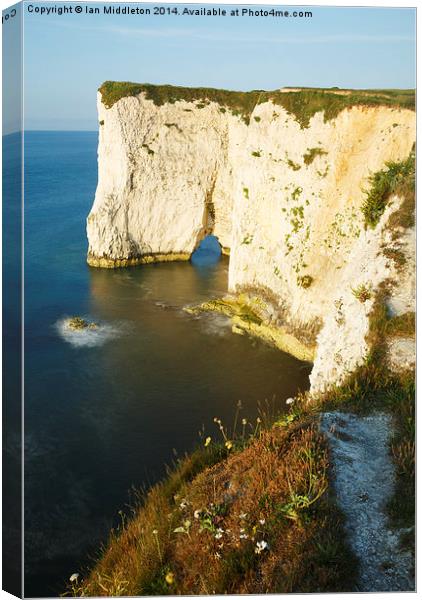 Morning light at Old Harry Rocks Canvas Print by Ian Middleton