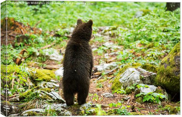 One year old Brown Bear in Slovenia Canvas Print by Ian Middleton