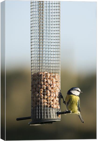 Blue tit eating seeds in Wexford Wildfowl Reserve Canvas Print by Ian Middleton