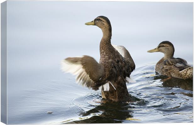 Duck preparing to fly Canvas Print by Ian Middleton
