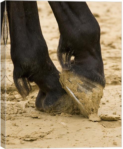 Close up of horses feet Canvas Print by Ian Middleton