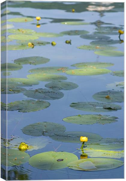 Water lillies on Lake Bled, Slovenia Canvas Print by Ian Middleton