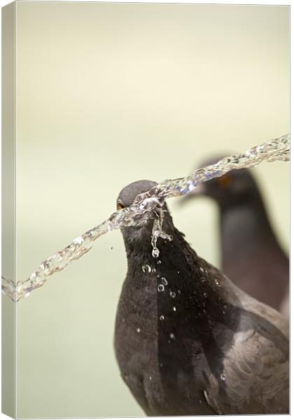 Thirsty! Canvas Print by Ian Middleton