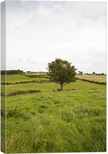 fairy tree in County Wexford, Ireland Canvas Print by Ian Middleton