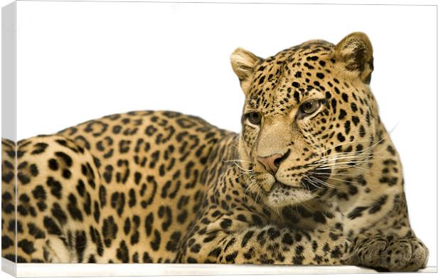 Leopard portrait Canvas Print by Ian Middleton