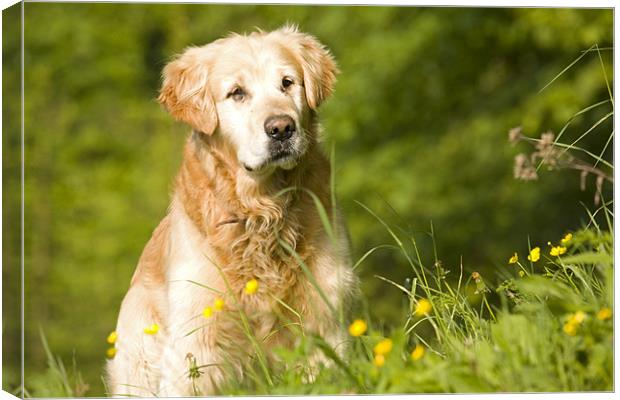 golden Retriever , Slovenia Canvas Print by Ian Middleton