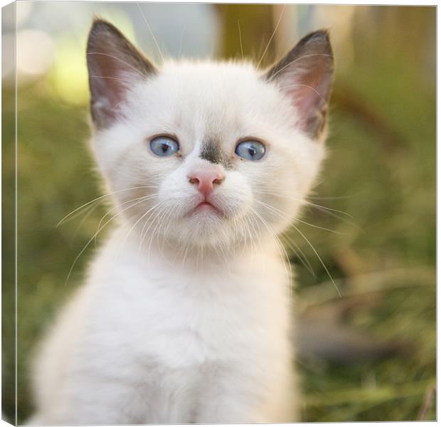 Cute white kitten with black mark on nose Canvas Print by Ian Middleton