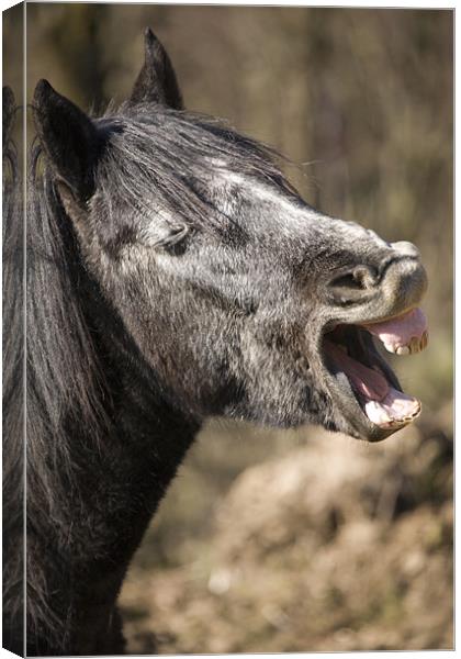 You're so funny! Canvas Print by Ian Middleton