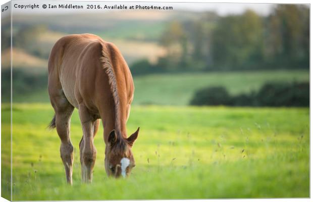 Horse in field near ballyvaloo, Blackwater, Wexfor Canvas Print by Ian Middleton