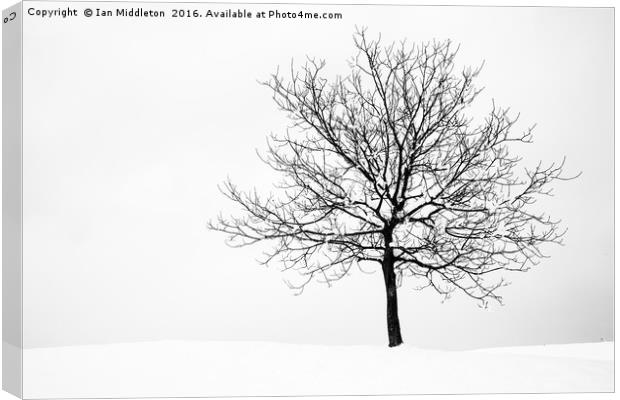 Winter Canvas Print by Ian Middleton