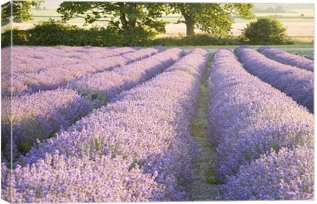 Lavender fields Canvas Print by Ian Middleton