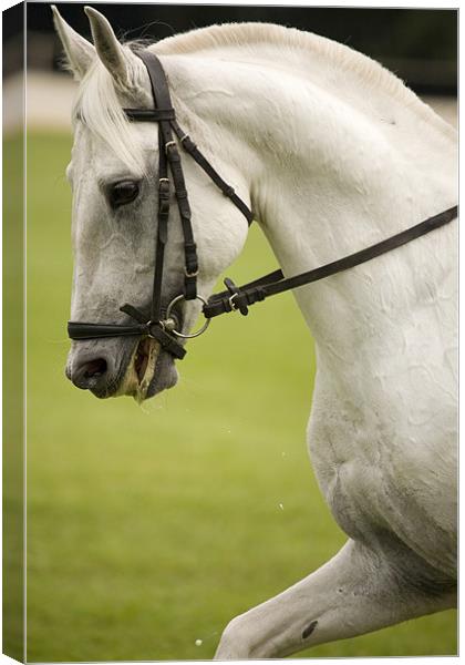 Lipica day horse show at Brdo, Near Kranj, Sloveni Canvas Print by Ian Middleton