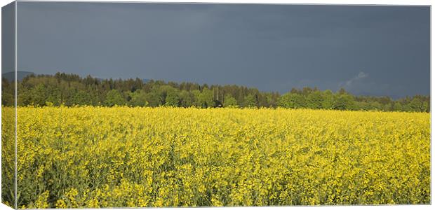 rapeseed field with storm clouds in background, Br Canvas Print by Ian Middleton