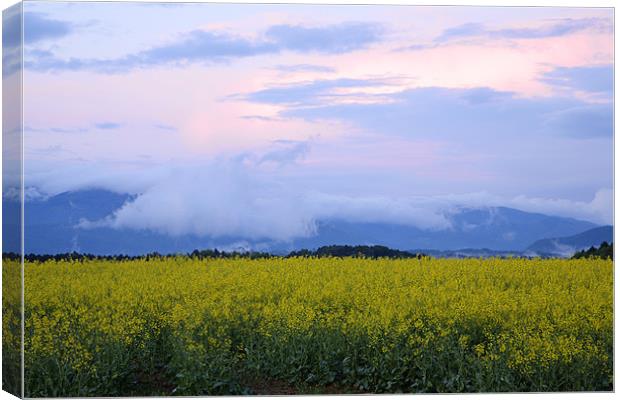 rapeseed field in Brnik with Kamnik Alps Canvas Print by Ian Middleton