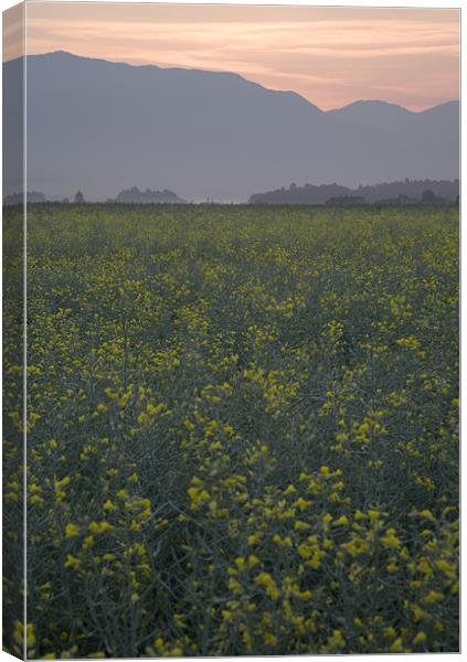 Rapeseed dawn Canvas Print by Ian Middleton
