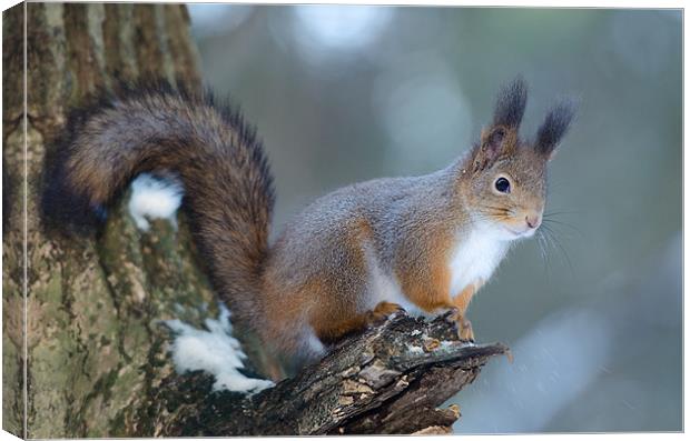 Red squirrel posing Canvas Print by Sergey Golotvin