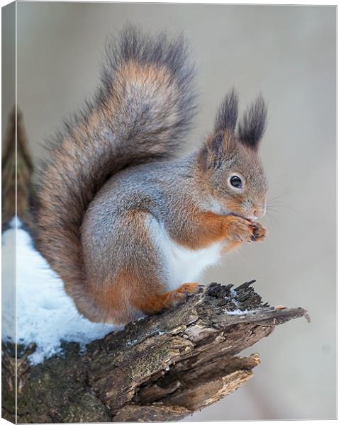 Classics of red squirrrel Canvas Print by Sergey Golotvin