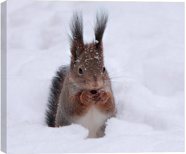 Squirell in snow Canvas Print by Sergey Golotvin