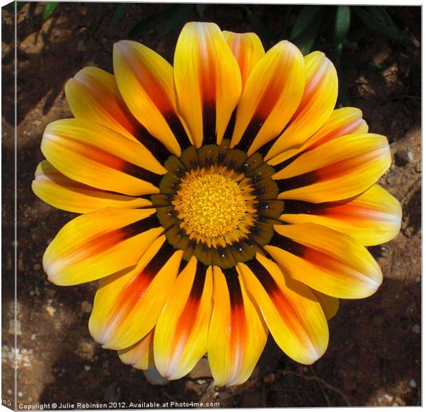 Golden Gazania Flower Canvas Print by Julie Robinson