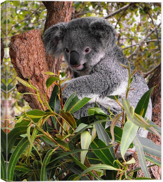 Koala, Australia Canvas Print by Lenka Dunn