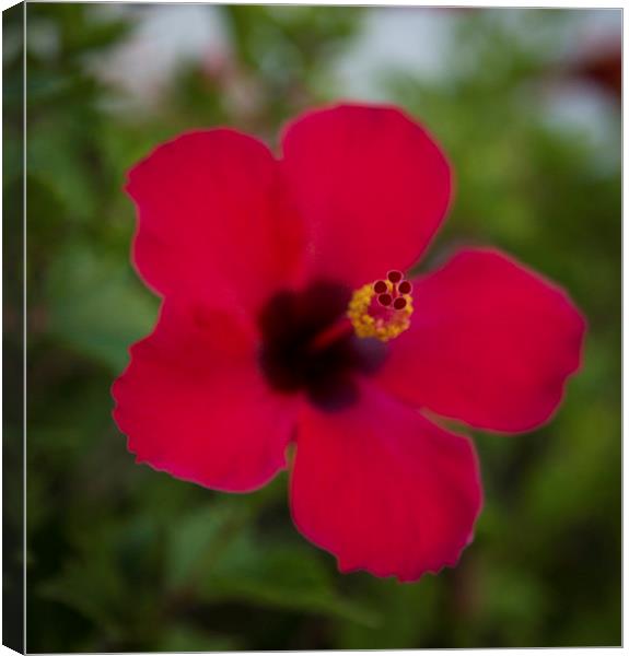 RED TENERIFE HIBISCUS FLOWER Canvas Print by chris thomson